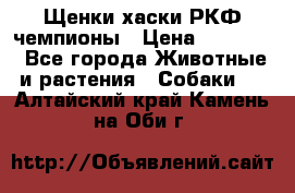 Щенки хаски РКФ чемпионы › Цена ­ 90 000 - Все города Животные и растения » Собаки   . Алтайский край,Камень-на-Оби г.